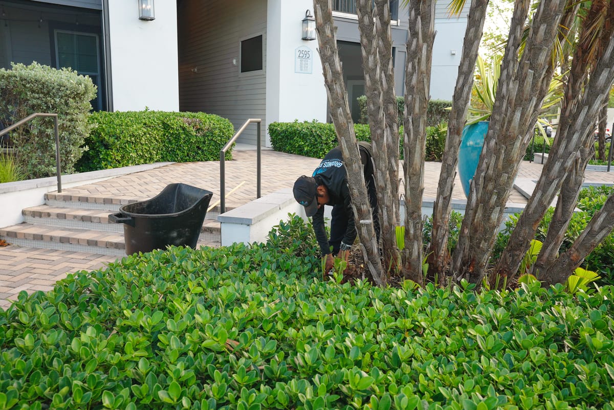 Professional lawn care service 43